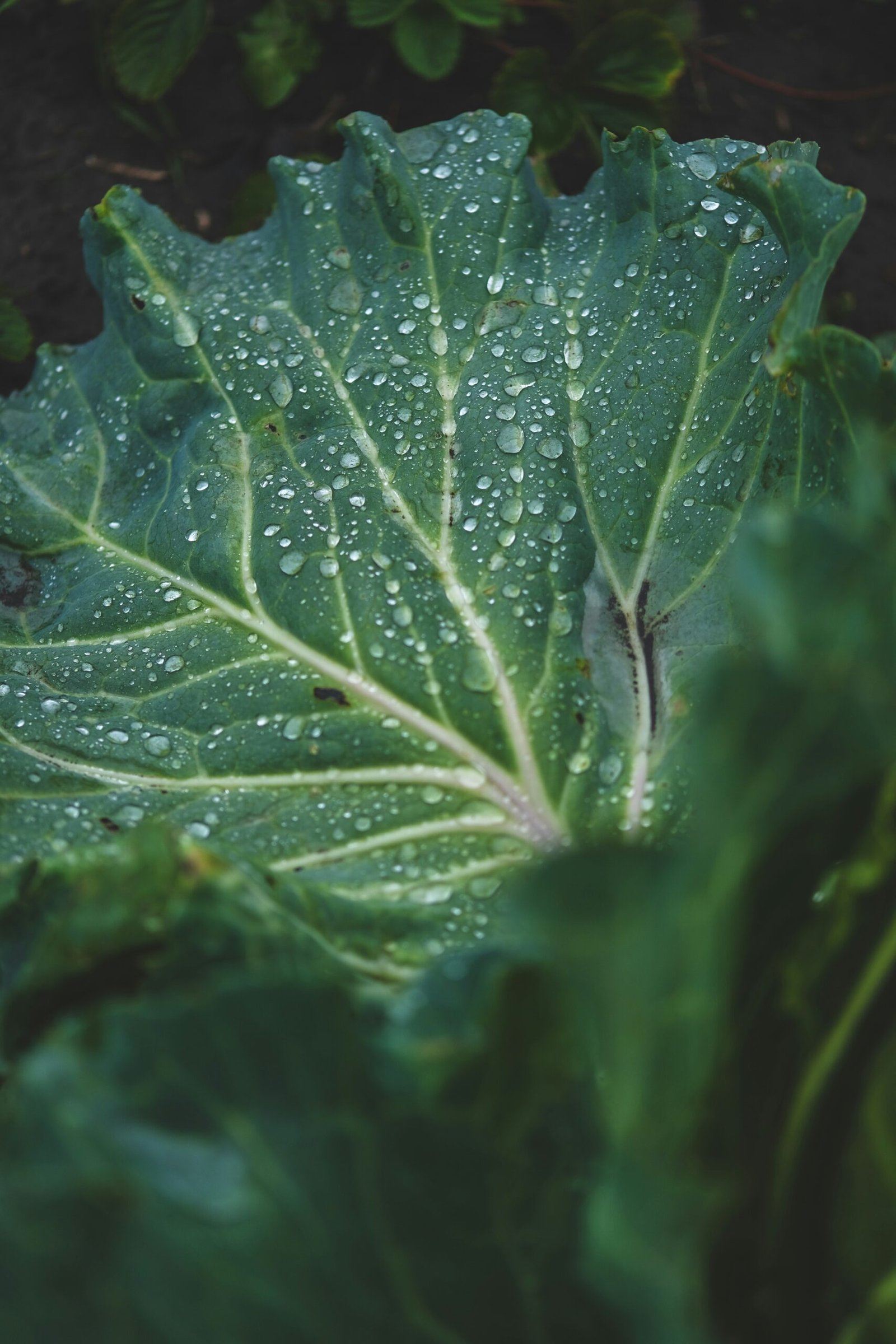 a green leaf with drops of water on it